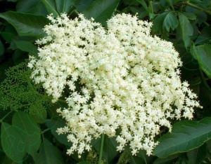 Floare de soc 